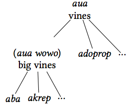 Taxonomy of vines